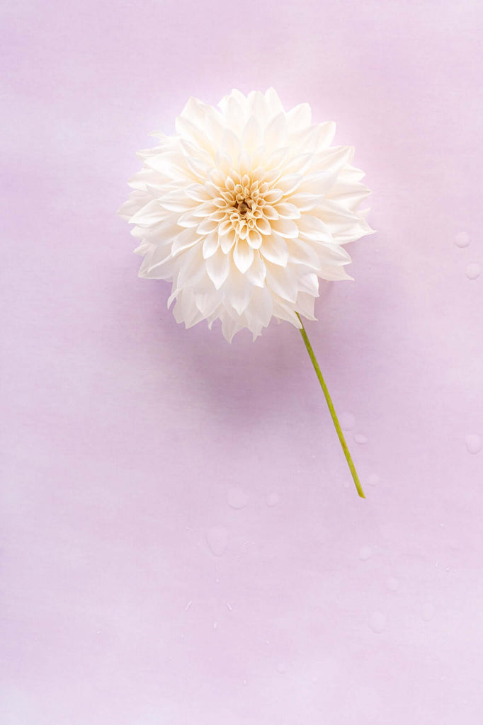 white flower photographed on pink valentine vinyl backdrop from CM Props & Backdrops 